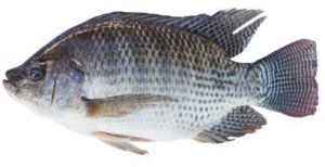 fresh tilapia fish