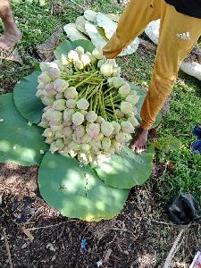 Fresh Lotus Flowers Gujarat