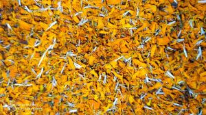 dried marigold flowers