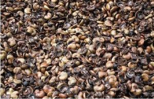 cashew nut shells