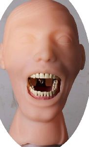 Dental Phantom head