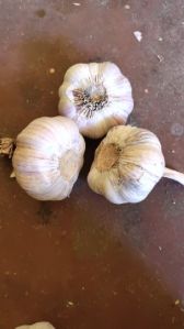 Bom Garlic