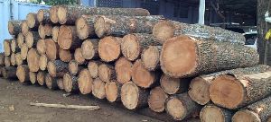 Silver Oak Wood Logs