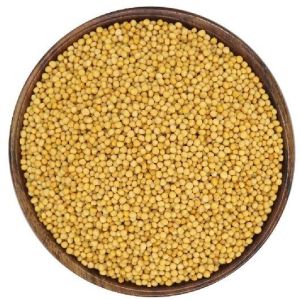 Yellow Mustard Seeds