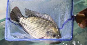 Tilapia Fish