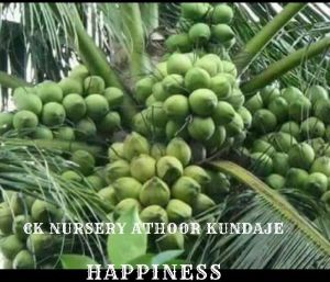 Coconut Plants