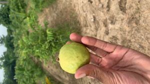 Guava Plants