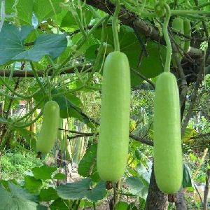 Fresh Bottle Gourd - Organically Grown( Lauki )