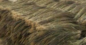 RL Mizoram Fresh Broom grass