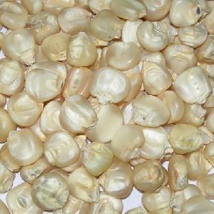 White Corn Seeds