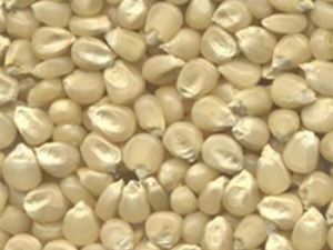 White Maize Seeds