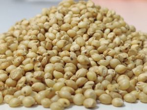 Sorghum Seeds