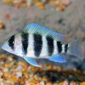 cichlid