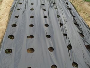 LDPE Mulch Film