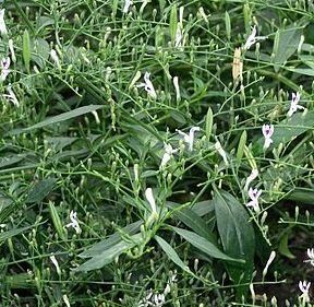 Kalmegh Herb
