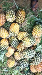 Fresh Pineapple