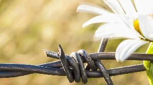 Barbed Wire