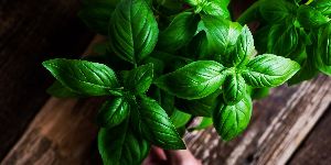 Basil Essential Oil