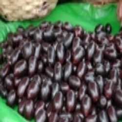 Frozen Jamun