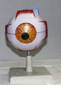 Eye Model