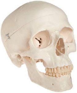 Skull Model