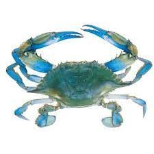 Fresh Blue Crab