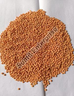 Masoor Dal