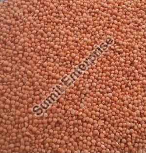 Masoor Dal