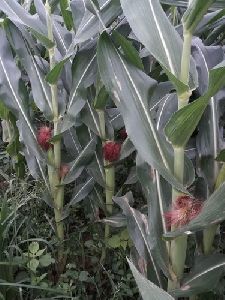 African Tall Maize Seeds