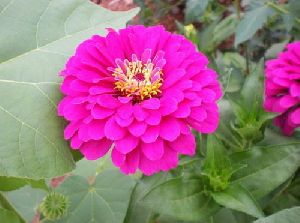 Zinnia Elegans Seed