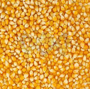 Yellow Maize