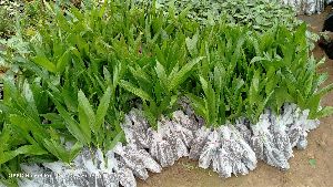 Dwarf Areca Nut Plants