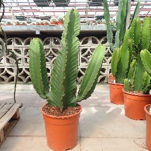 Euphorbia Ingens Cactus Plant 2