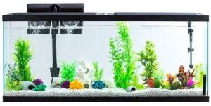 fish aquarium tank