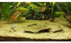 Natural Aquarium Sand