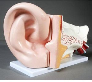 Ear Model