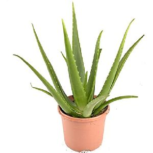 Aloe Vera Plant