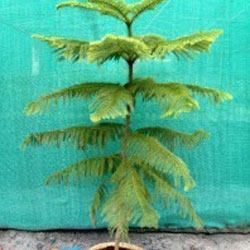 Araucaria Cookii Plant