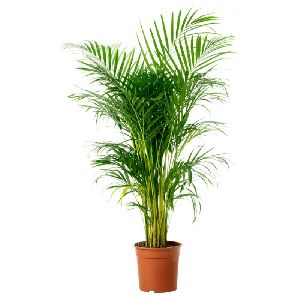 Areca Palm Plant