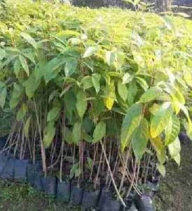 Mahogany Plant