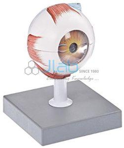 Human Eye Model