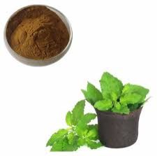 Ocimum sanctum herb Extract