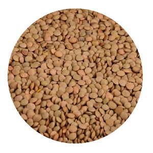 Brown Lentils