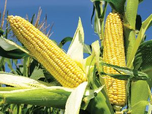 Fresh Yellow Corn