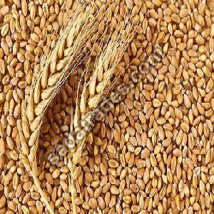 Animal Feed Wheat