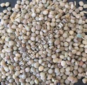 Guar Gum Seeds