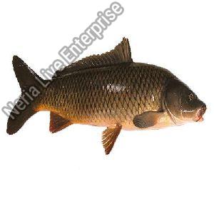 Rahu Fish