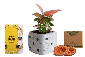 Combo Corporate Gifts