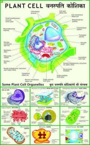 Biological Charts