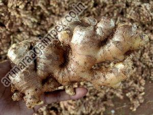 Fresh Ginger
